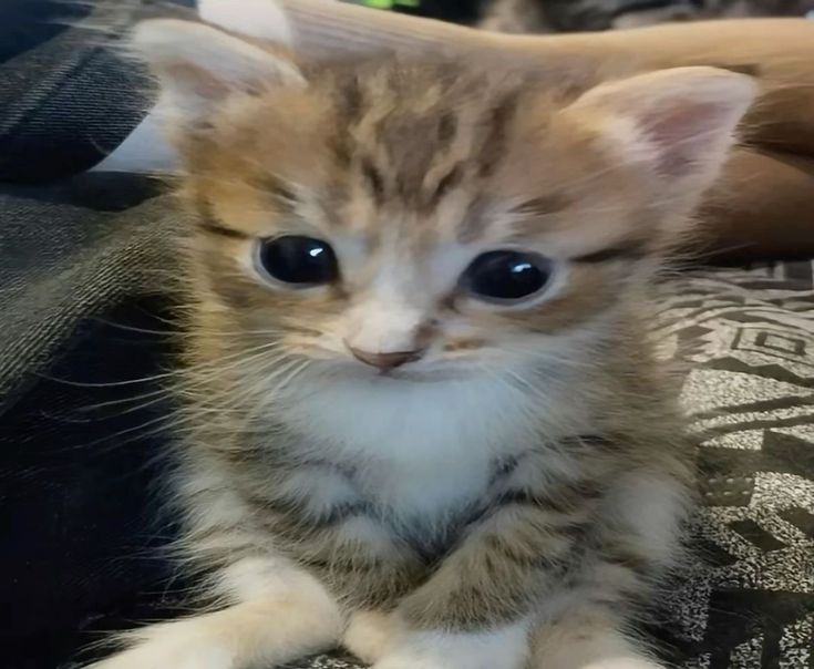 Tabby Kitten