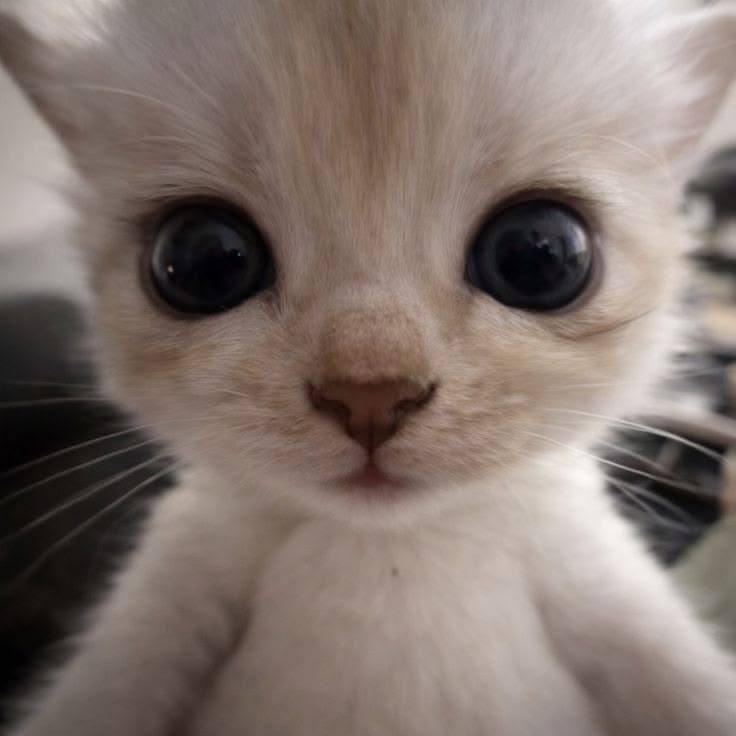 White Kitten