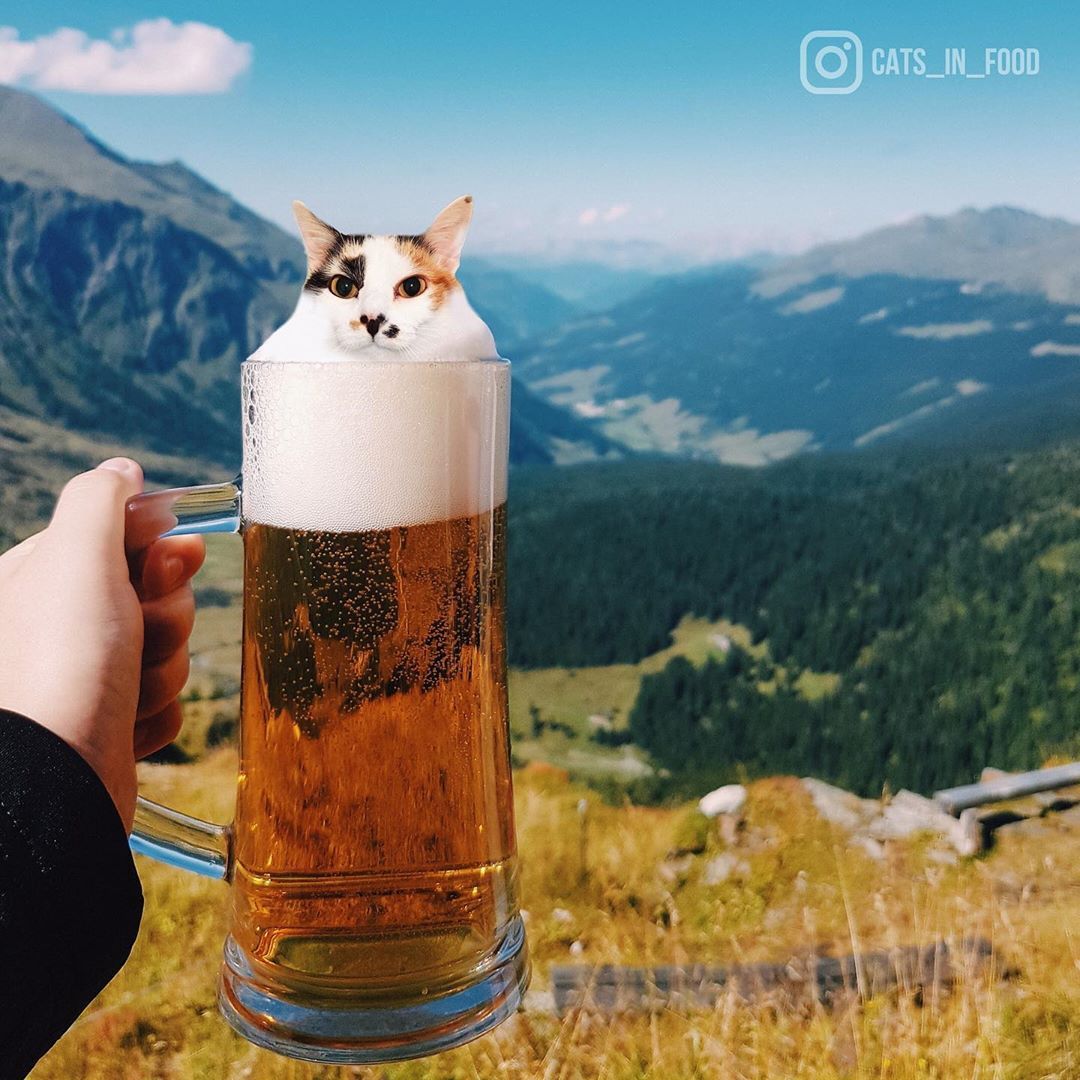 Beer Cat